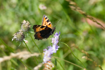 Small Tortoiseshell Butterfly (Aglais urticae) sitting on a small scabious in Zurich, Switzerland