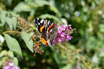 Red admiral butterfly (Vanessa Atalanta) perched on summer lilac in Zurich, Switzerland