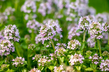 Obraz premium Thyme blooms in the spring. Thyme is a medicinal and honey-bearing plant