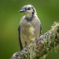 Front view of Blue Jay perched on tree branch