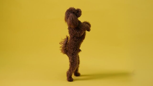 A poodle dances joyfully against a vibrant yellow background, showcasing its lively spirit