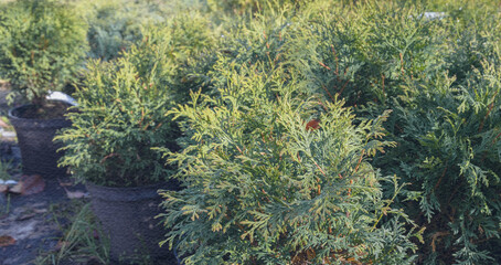 Row of potted evergreen trees are lined up in a nursery