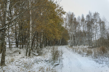 A snowy forest with trees covered in snow