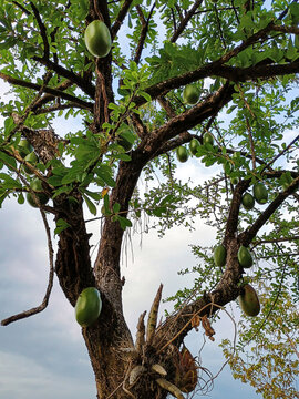 Branches of a green totumo tree Neiva - Huila - Colombia. Concept of agriculture and fruits