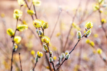 Willow branches with fluffy catkins in the forest on a blurred background