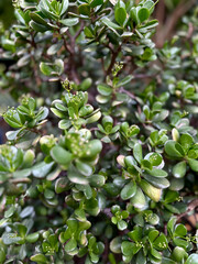 Crassula ovata with trick, glossy leaves and tiny buds