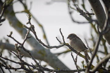 sparrow on a branch