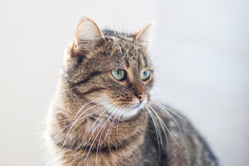 Fototapeta premium portrait of a striped cat with an attentive, stern look on a light background