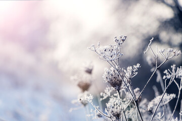 Fototapeta premium Frost-covered branches of dry plants in winter morning at sunrise