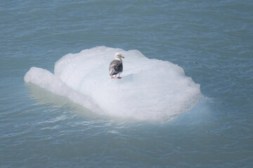 seagull on ice in water