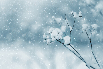 winter atmospheric view with snow-covered plant branches on a blurred background during snowfall