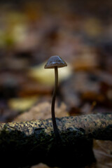 mushrooms on a tree in autumn 