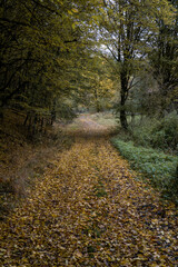 path in autumn in Kellerwald forest
