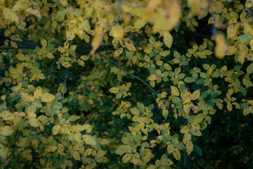 leaves from the top of tree top walk in autumn