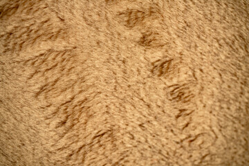 Fur texture