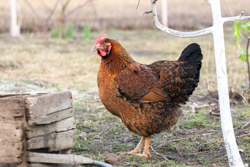 brown chicken in the garden in early spring