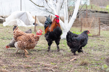 rooster and chickens in the garden in early spring