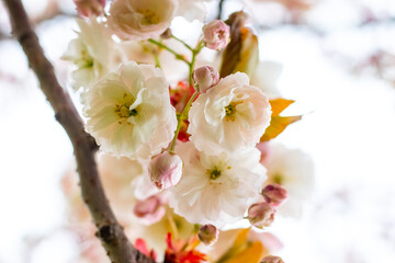 Japanese cherry blossoms. Delicate light pink sakura flowers on a tree in the garden