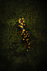 Beautiful salamander in the forest