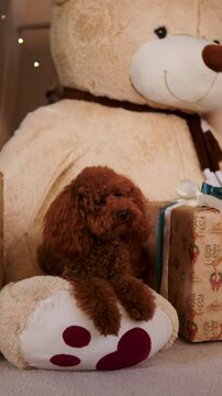 An adorable dog joyfully cuddling with a teddy bear, creating a festive holiday atmosphere