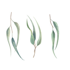 Watercolor hand drawn set of eucalyptus branches with long green leaves.