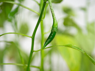 Freshly sprouted green chili pepper growing indoors on a chili plant planted in a pot.
