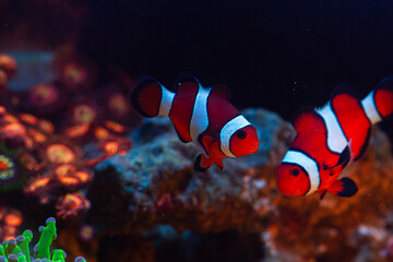 Reef Tank Clownfish with corals
