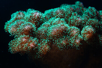 Reef Tank SPS Coral Pocillopora Green
