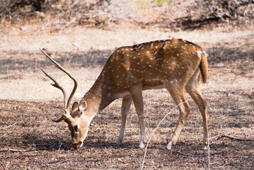 Młody jeleń w parku narodowym w Indiach © Karol