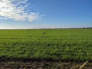 field of corn, nature green grass, blue sky, summer day