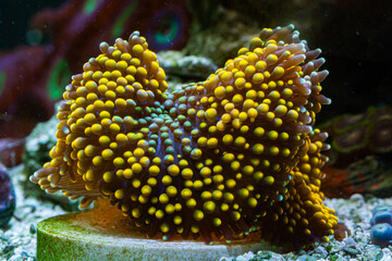 Reef Tank Coral Mushroom Riccordea