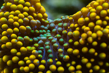 Reef Tank Coral Mushroom Riccordea