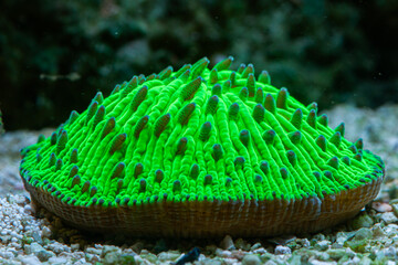 Reef Tank Coral Plate Metallic Green