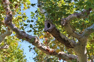Árbol de sombra y ramas fuertes en Madrid