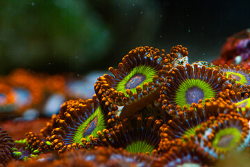 Reef Tank Zoanthus Fruity Loops