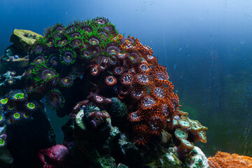 Reef Tank Coral Zoanthus Utter Chaos and Nirvana