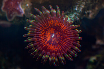 Reef Tank Coral Zoanthus Bloodsucker