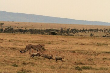 Cheetah and cubs