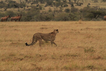 cheetah in serengeti