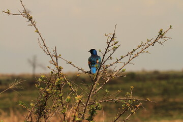 bird on a branch
