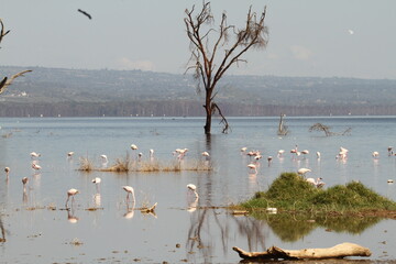 Flamingos on Lake Naivasha