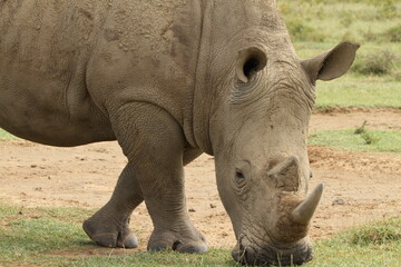 Obraz premium rhino in the wild