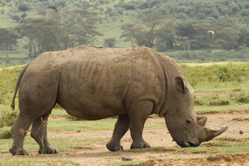 Obraz premium rhino in the wild