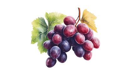 Fototapeta premium Grape, Red Grape, White Background, Cut Out, Bunch