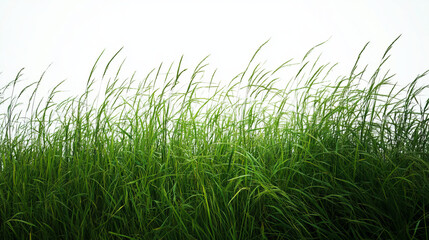 Fototapeta premium Green grass field, isolated on white background4