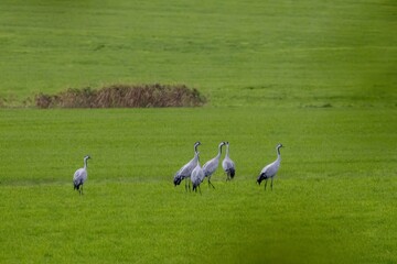 flock of crane birds in the fields