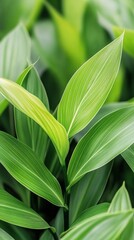 Obraz premium Lush green leaves showcasing vibrant textures and patterns in a natural setting during daylight