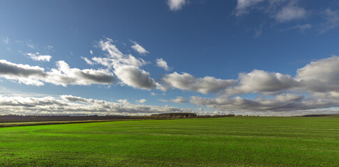 A large field with a few trees in the background