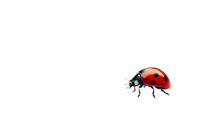  Ladybug, White Background