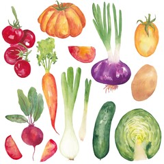 A set of watercolor illustrations of potatoes, cabbage, tomato, cucumber, onion, carrot and beetroot